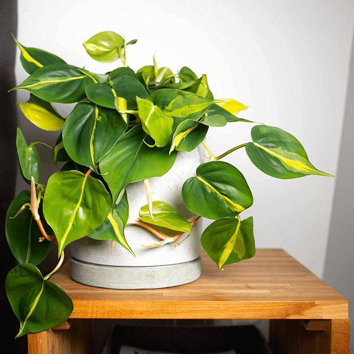 Cutting a Philodendron: how is it done?