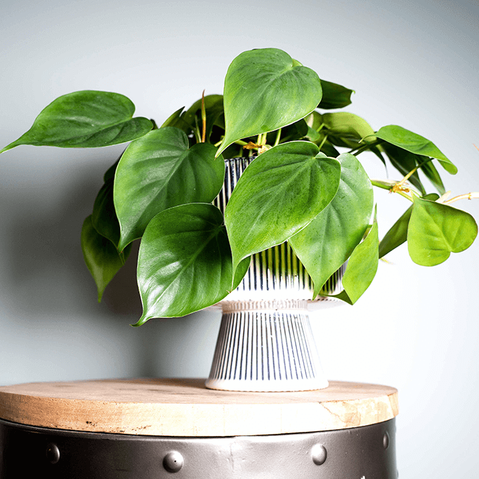 Philodendron: de laagblijvers