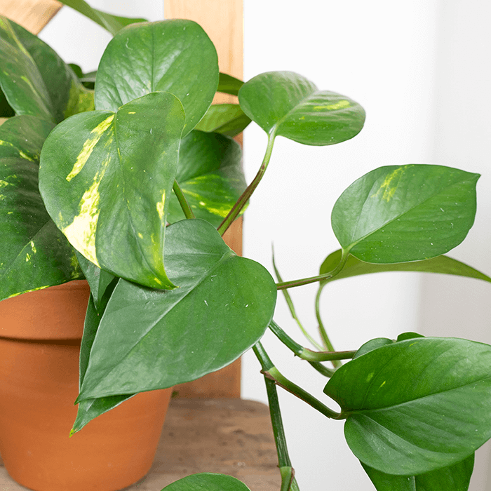 Epipremnum Aureum