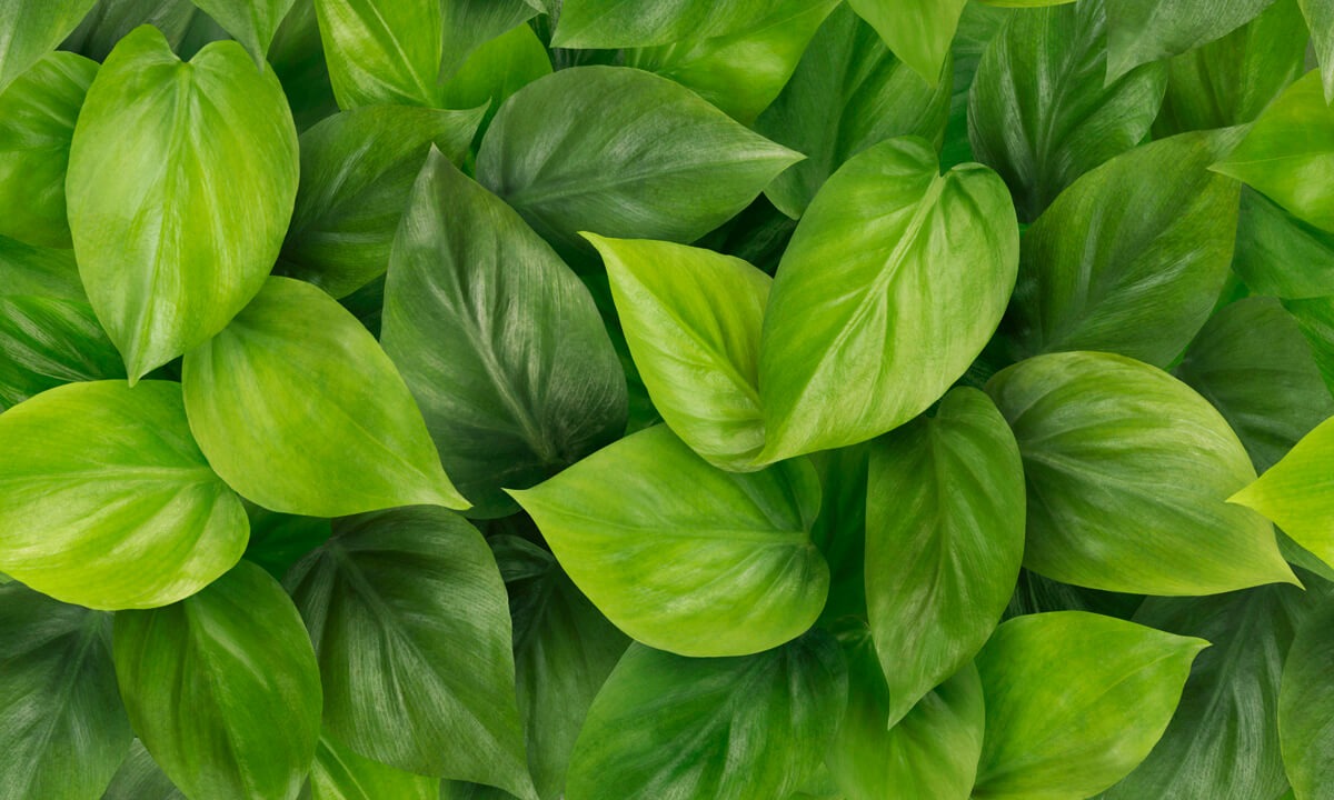 Scandens - Philodendron - Kamerplant - Colors of Sentinel