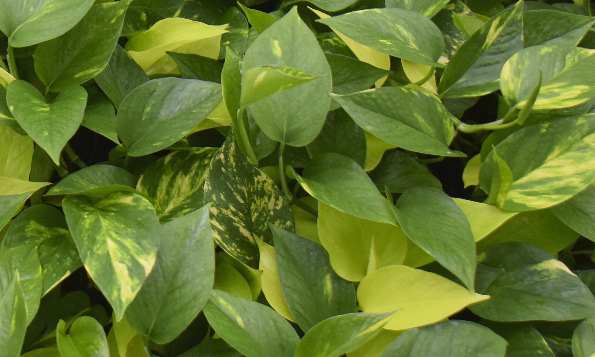 Belangrijk om te weten